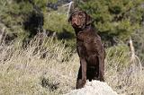 LABRADOR 611